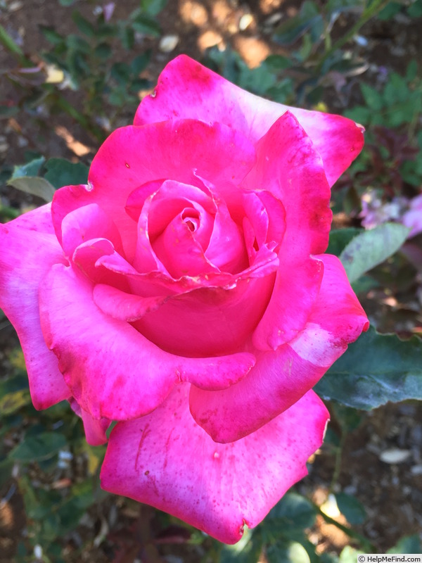 'Elizabeth Taylor' rose photo