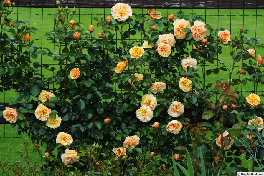 'Foxtrot' rose photo