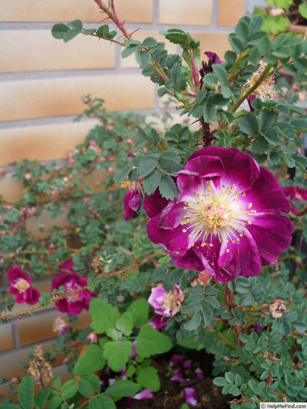 'William III' rose, click to enlarge 'William III' rose photo