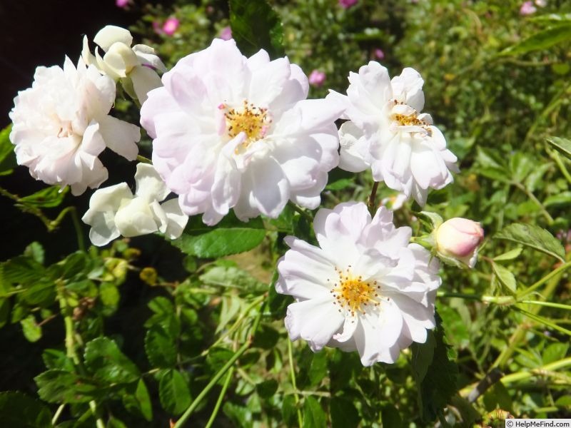 'Weißes Liebchen' rose photo