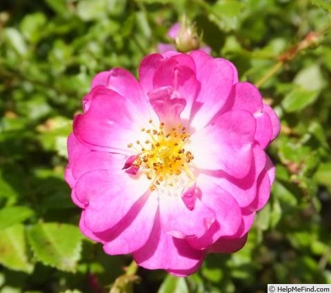 'Vogelsberger Spatz' rose photo