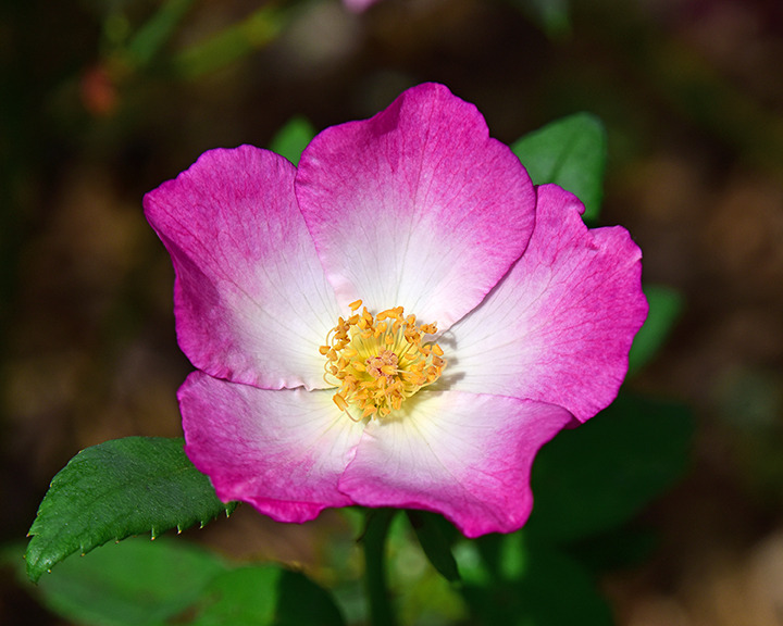 'Tom Mayhew ™' rose photo