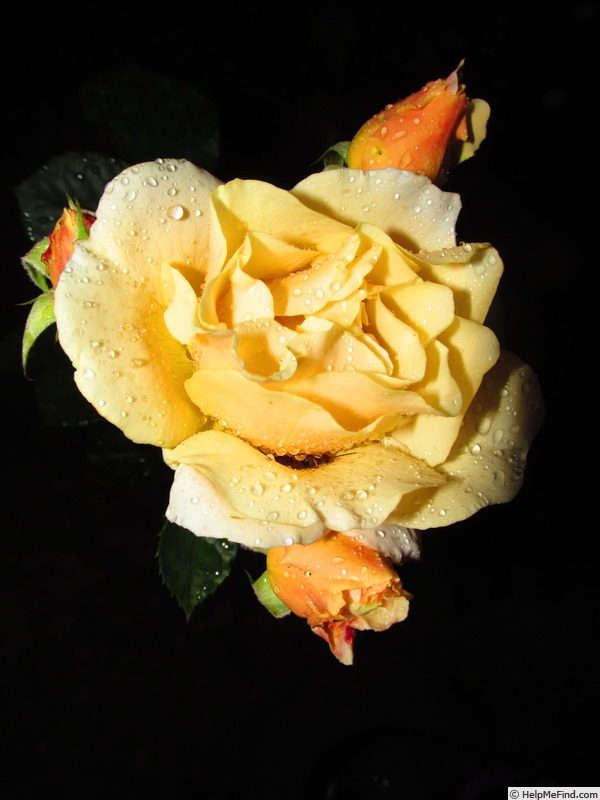 'Jitka' rose photo