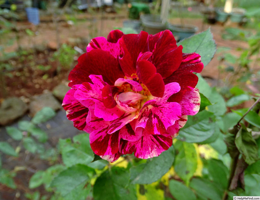 'A Night of Magic' rose photo