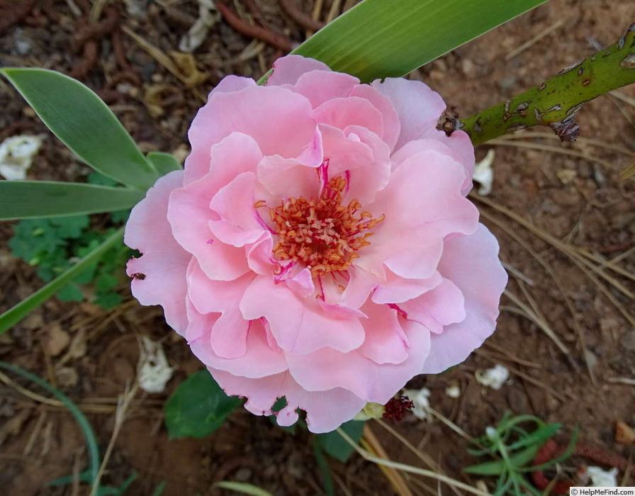'Geisha (floribunda, Tantau, 1964)' rose photo