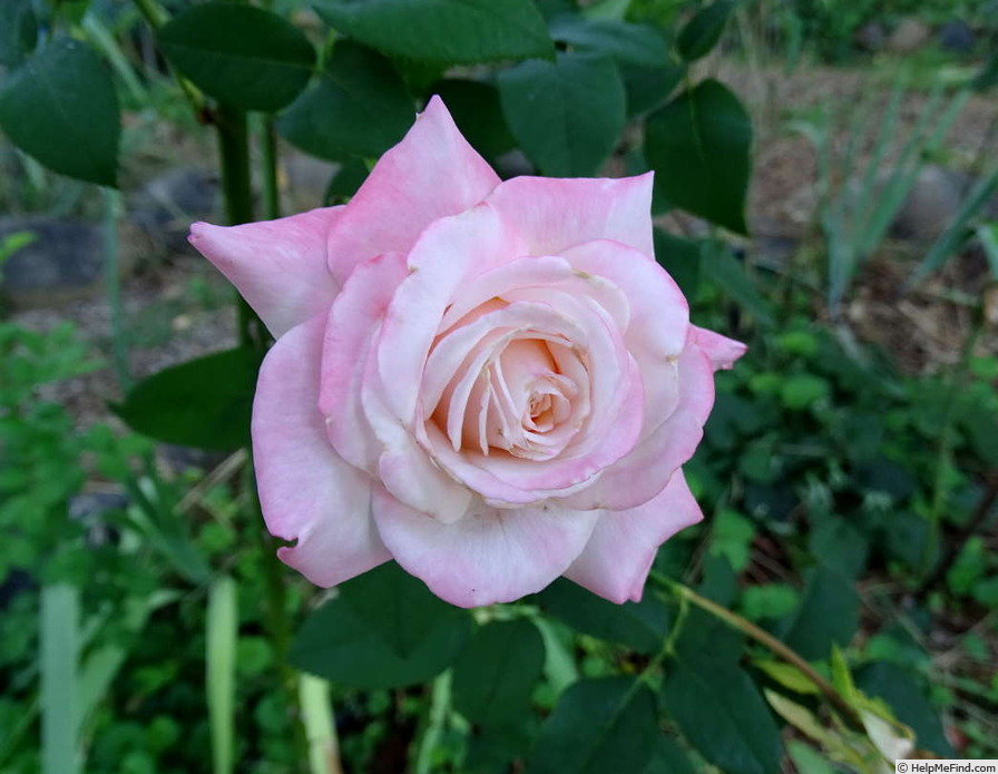 'Lorise' rose photo
