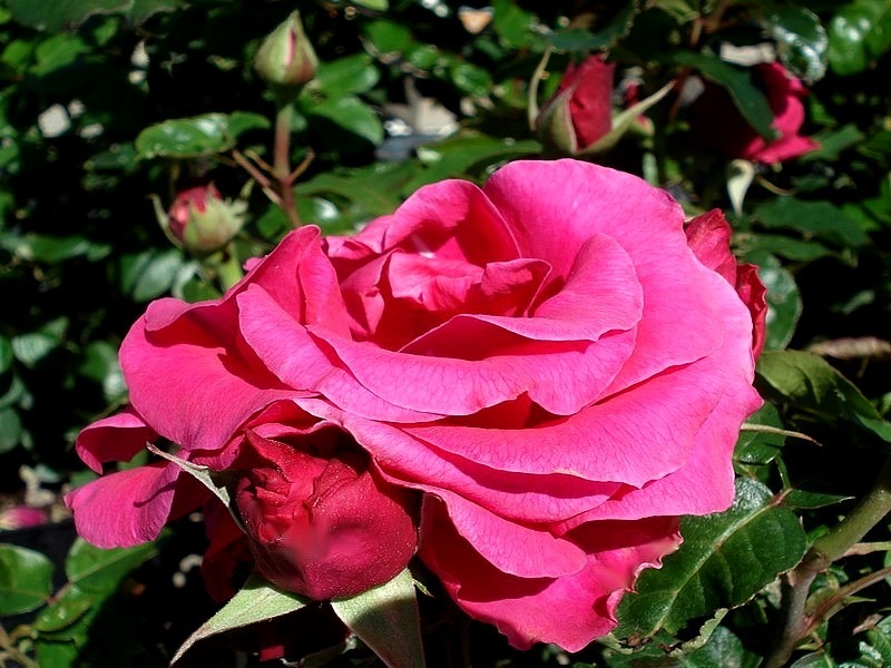 'Smooth Prince' rose photo