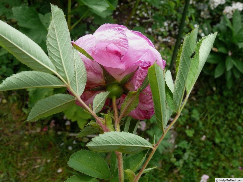 'Hakofolia' rose photo
