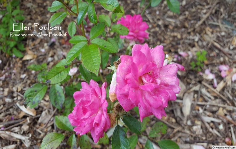 'Ellen Poulsen (Polyantha, Poulsen, 1911)' rose photo