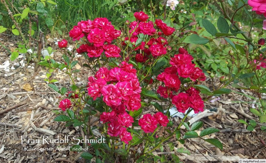 'Frau Rudolf Schmidt' rose photo