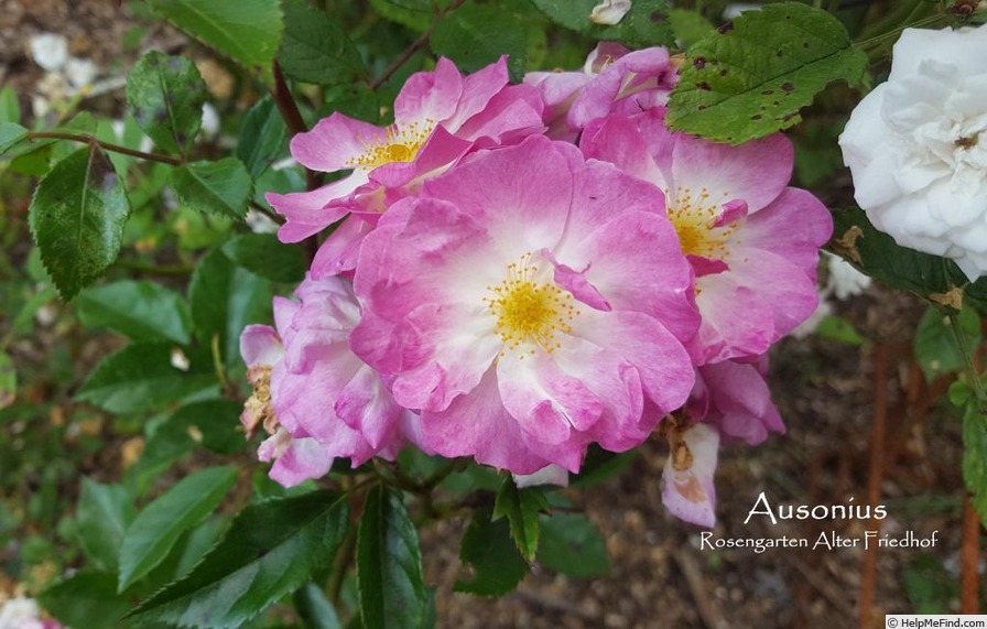 'Ausonius' rose photo