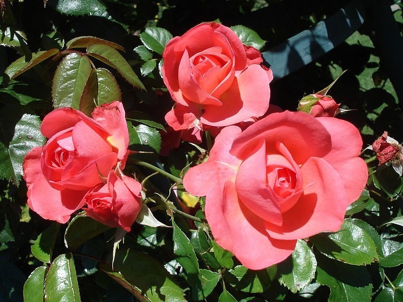 'La Vanoise parc national ®' rose photo