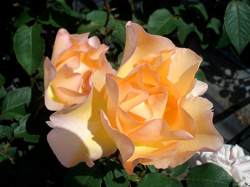 'Barbara Hendricks' rose photo