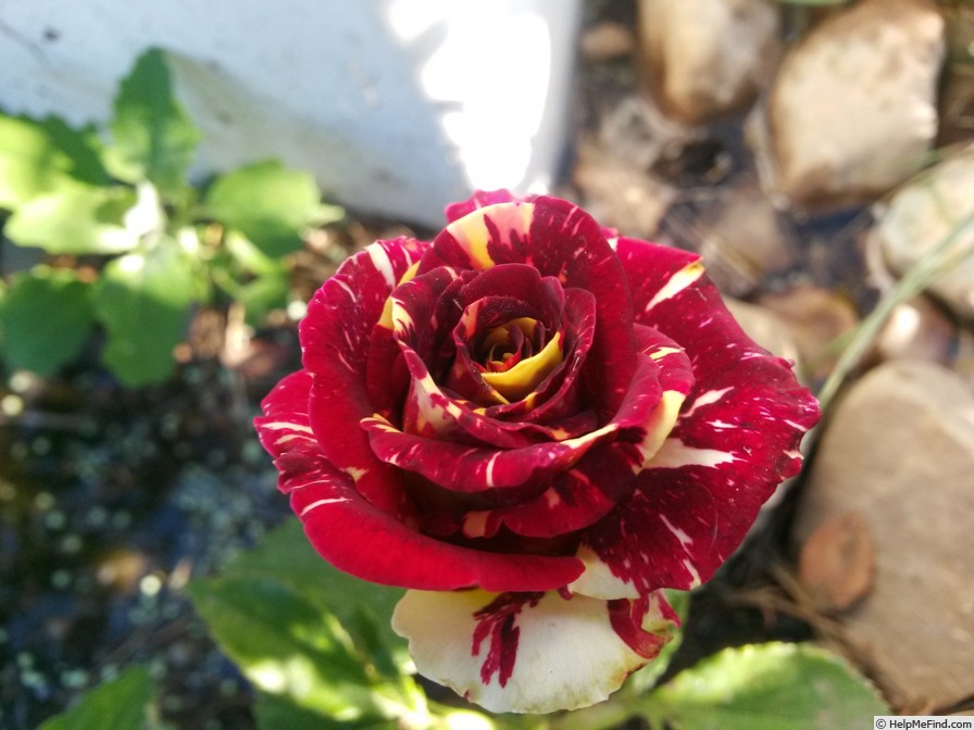 'Abracadabra (floribunda, Kordes, 2001)' rose photo