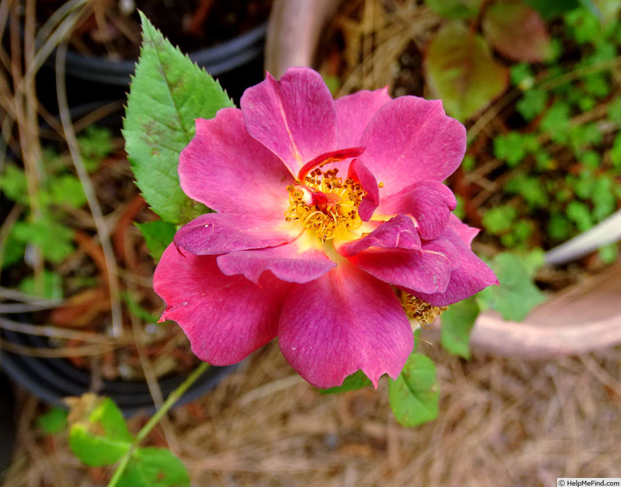 'Beautiful Anne' rose photo