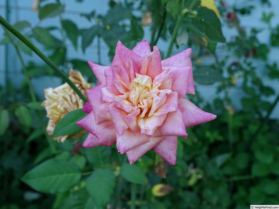 'Rosette Delizy' rose photo