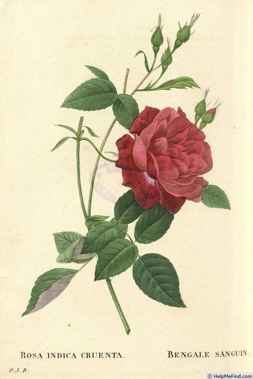 '<i>Rosa chinensis</i> var. <i>cruenta</i>' rose photo