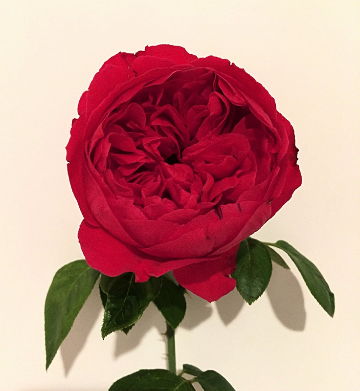 'Red Eden ™' rose, click to enlarge 'Red Eden ™' rose photo