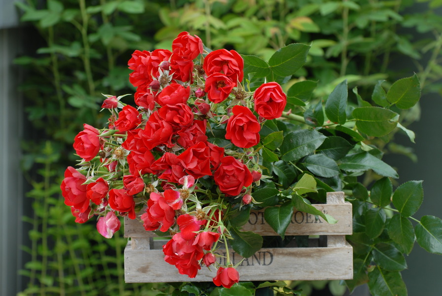 'Heidefeuer ®' rose photo