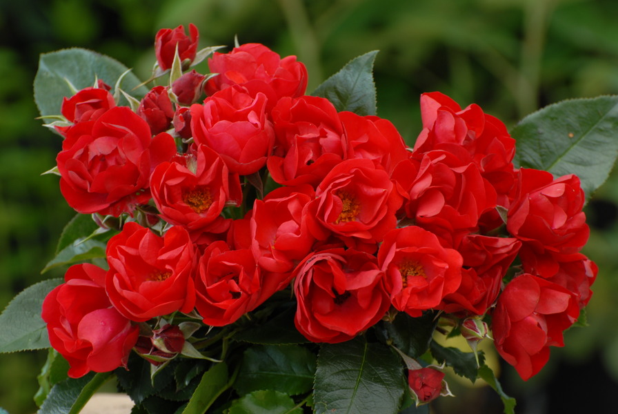'Heidefeuer ®' rose photo