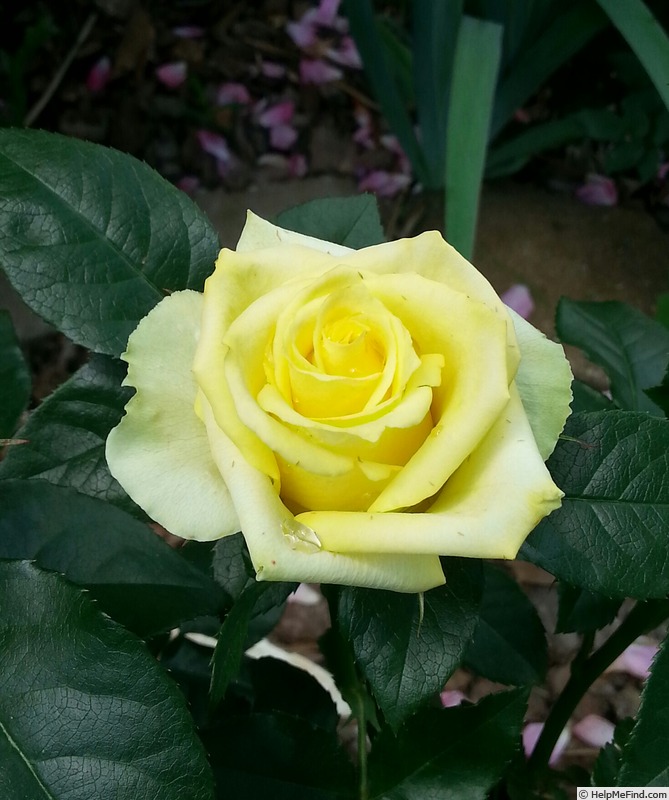'Lo & Behold' rose photo