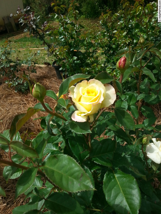 'Sunny Sky ® (hybrid tea, Kordes, 1999/2009)' rose photo