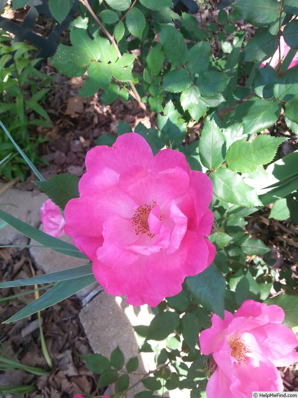 'Pink Knock Out ® (shrub, Conard-Pyle 2001)' rose photo