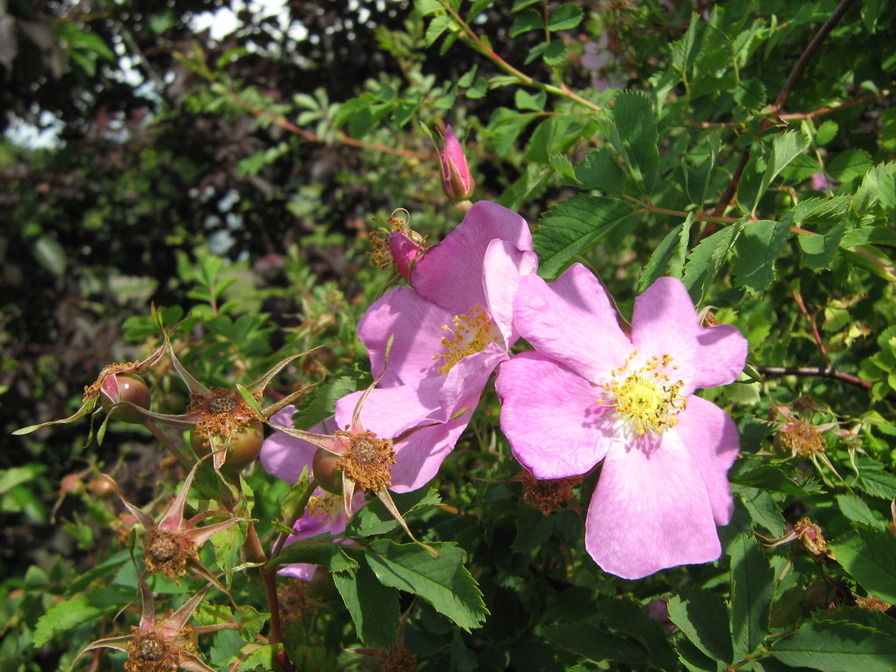 'Hansen Hedge Rose' rose photo