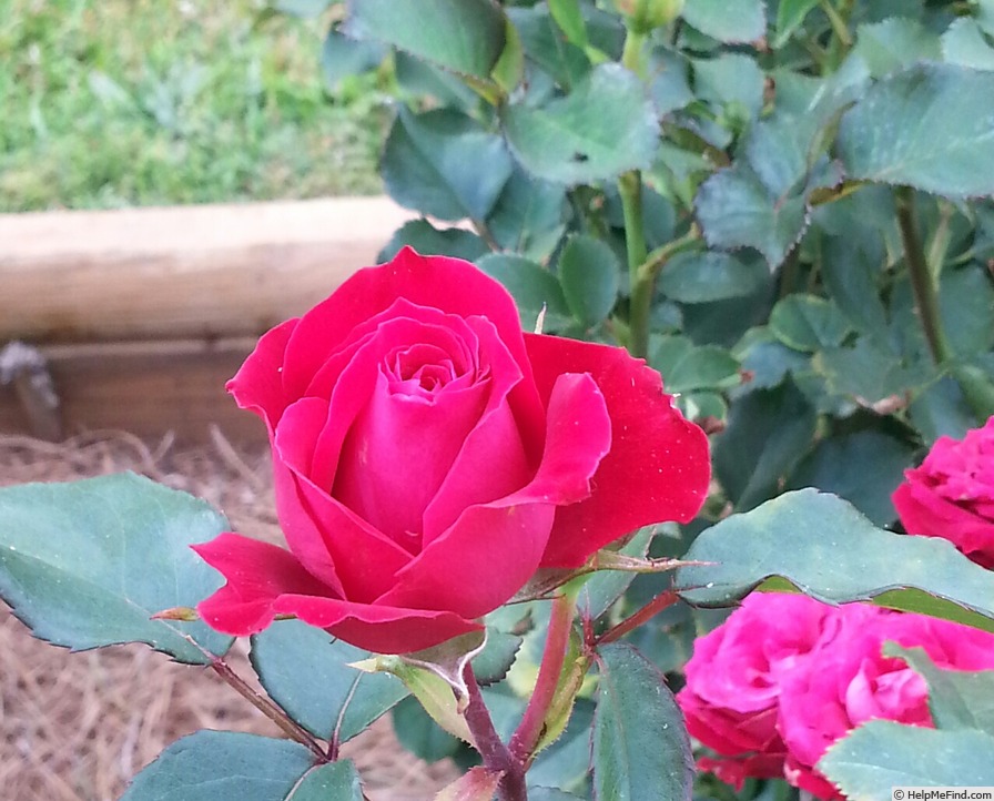 'Tammy Clemons' rose photo