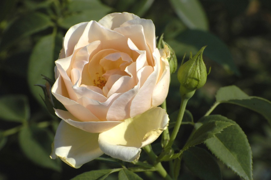 'Indian summer (climber, Scarman, 2010)' rose photo