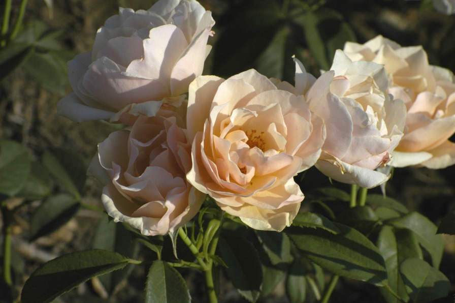 'Indian summer (climber, Scarman, 2010)' rose photo