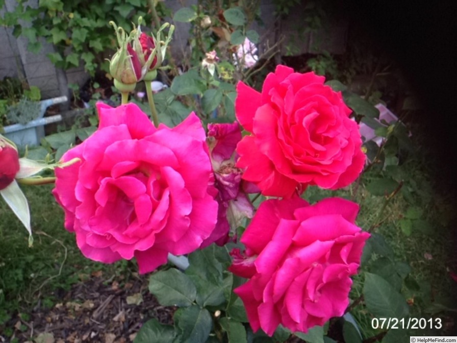 'Mister Lincoln' rose photo