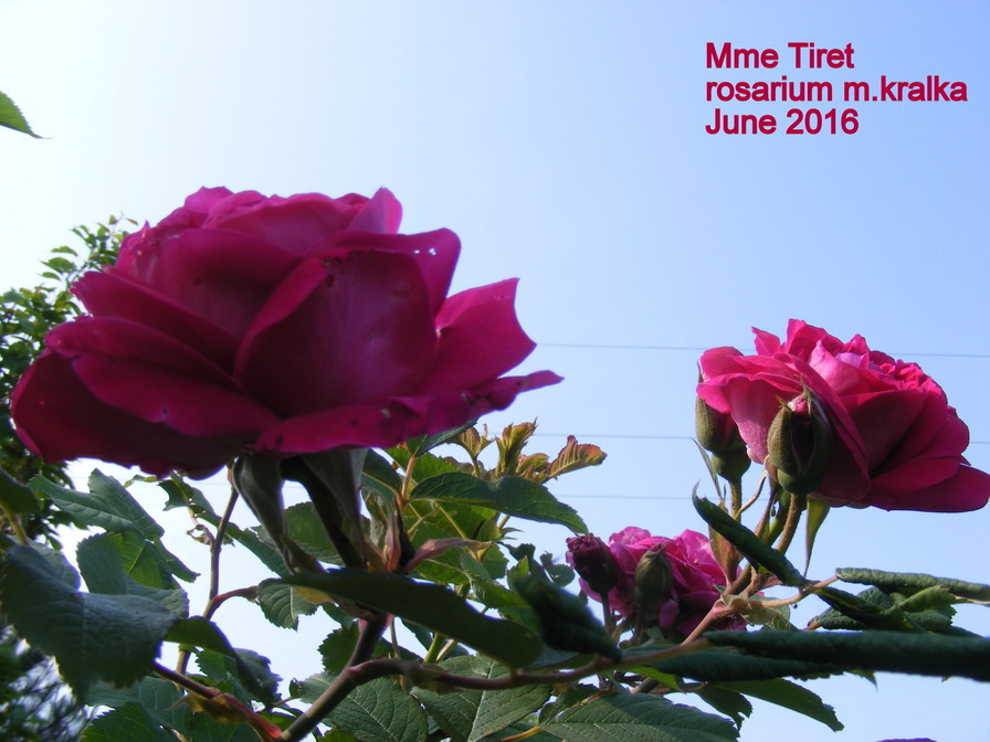 'Madame Tiret' rose photo