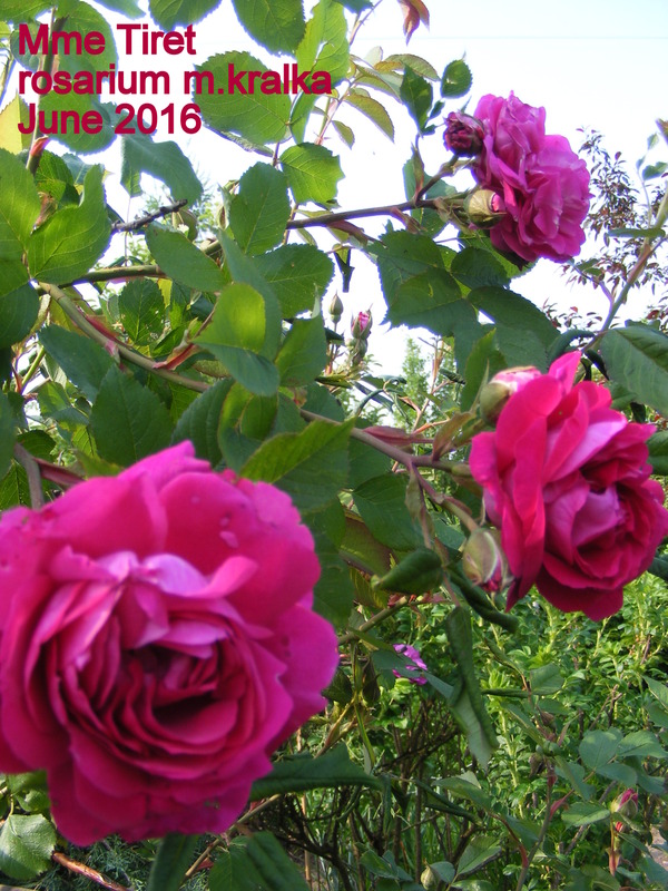 'Madame Tiret' rose photo