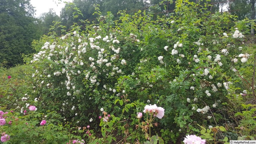 '<i>Rosa arvensis plena</i> (Lens)' rose photo