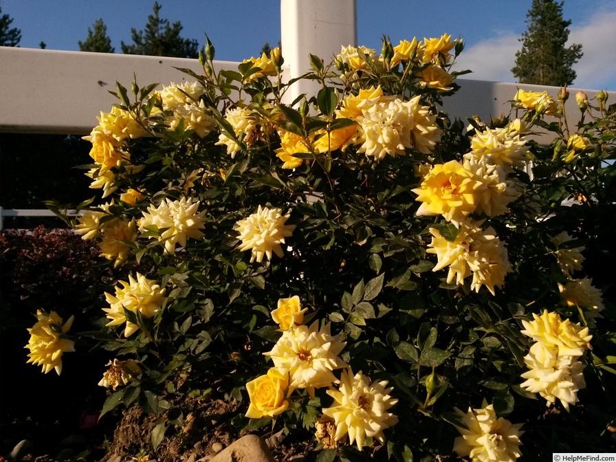 'Yellow Sunblaze 2004' rose photo