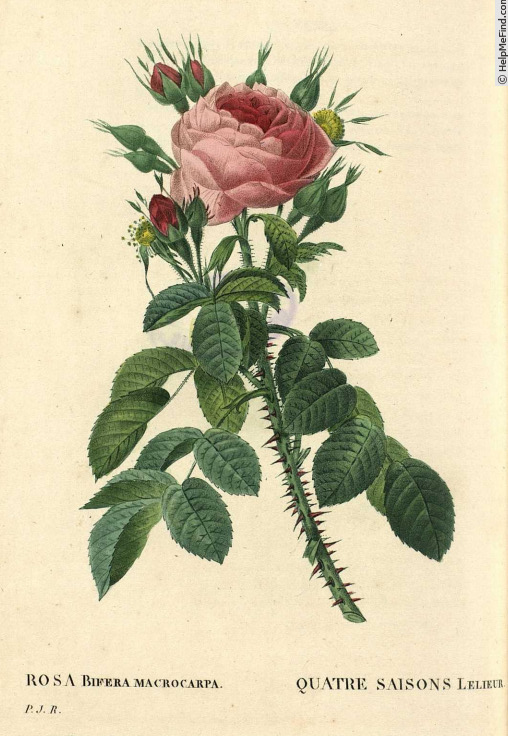'La Moderne' rose photo