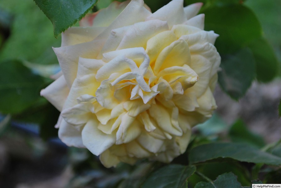 'Athena ® (hybrid tea, Kordes, 2002)' rose photo