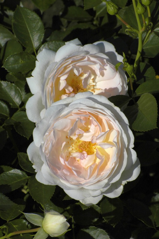 'Marita (shrub, Scarman, 2010)' rose photo