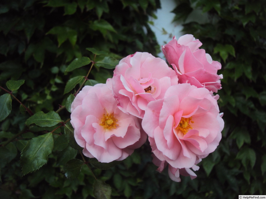 'Carmen (shrub, Wagner/Roman, 1999)' rose photo
