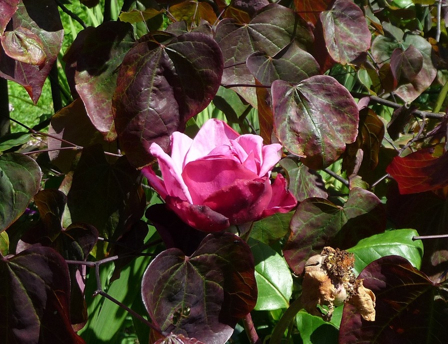 'Rosanas Rosengarten'  photo