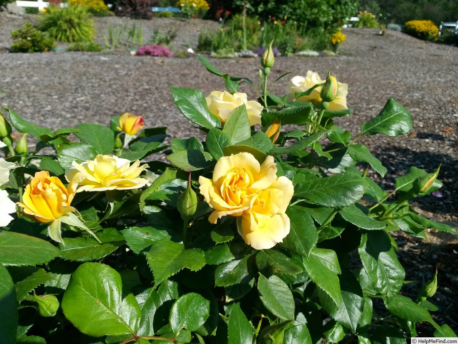 'Tequila Gold ®' rose photo