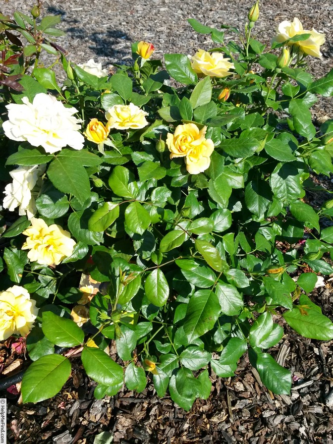 'Tequila Gold ®' rose photo