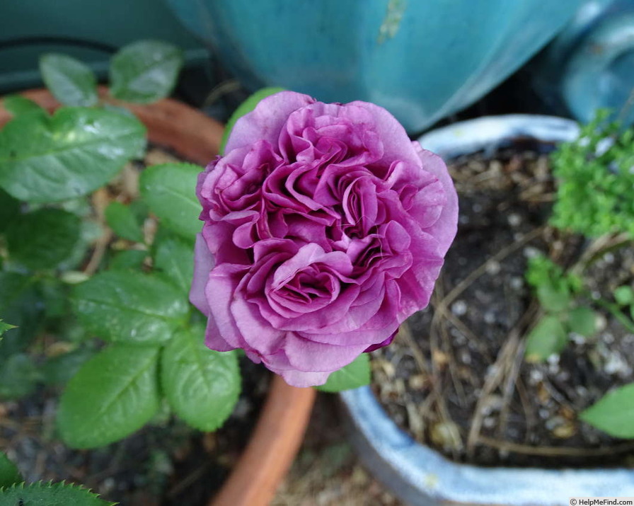'Carolina Girl' rose photo