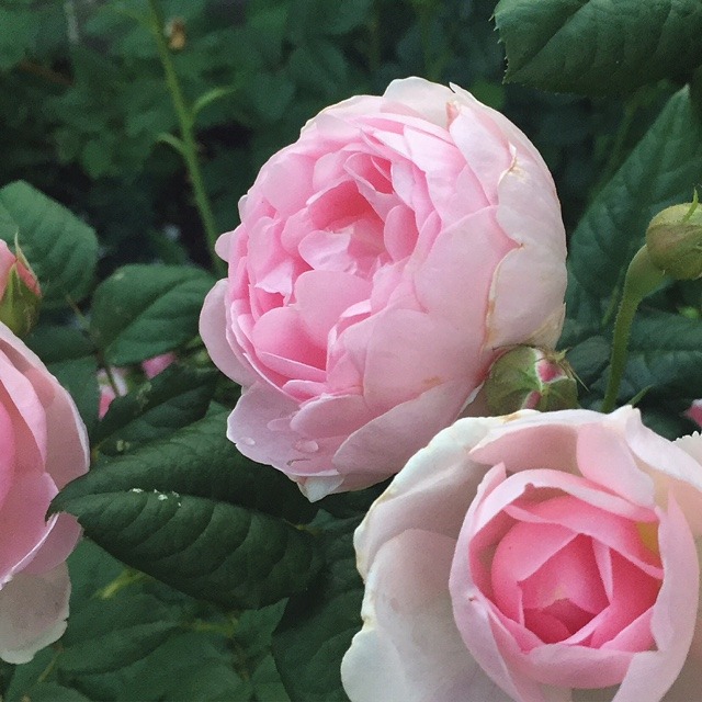 'Scepter'd Isle ®' rose photo