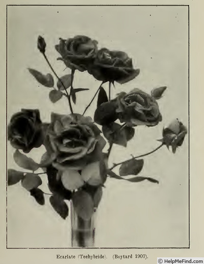 'Écarlate (hybrid tea, Boytard, 1907)' rose photo