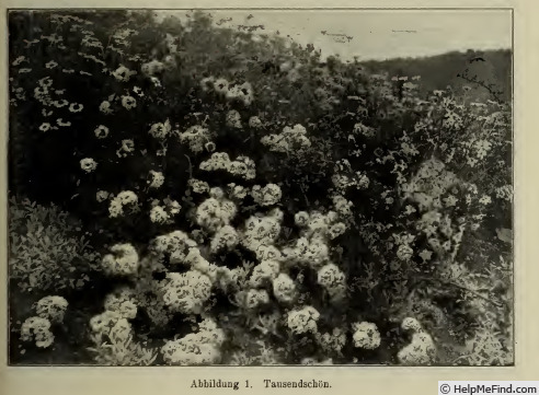 'Tausendschön' rose photo