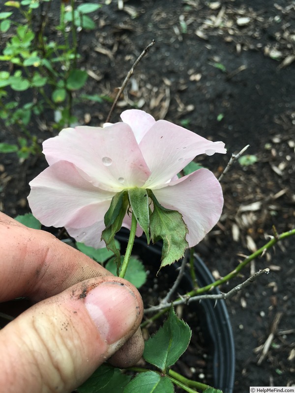 'Seedling 12-007' rose photo