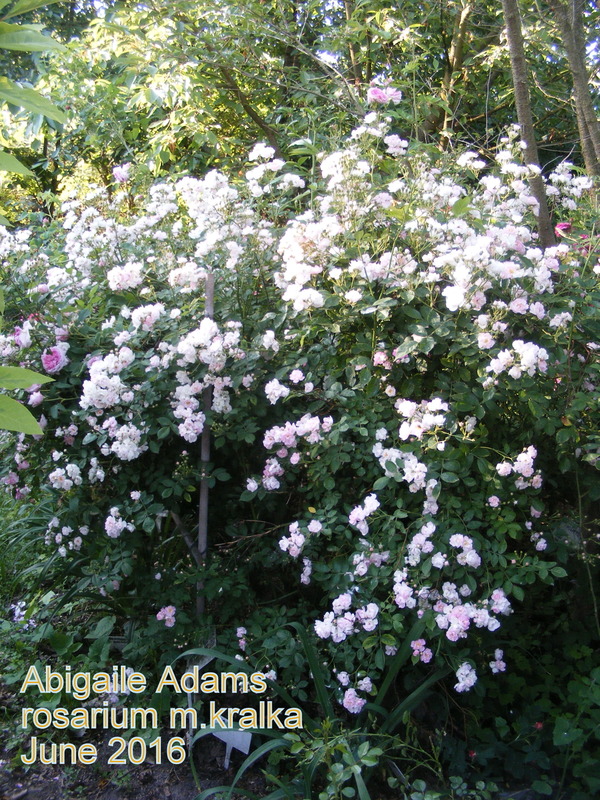 'Abigail Adams' rose photo
