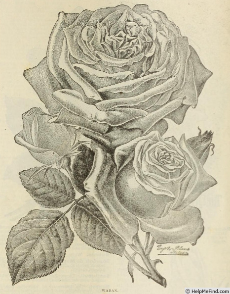 'Waban' rose photo